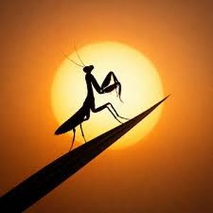 Mantis (Single)