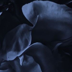 Sentience (Single)