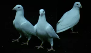 Palomacia