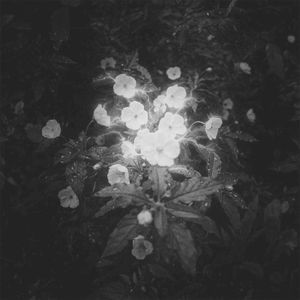 Rain Tonight (Single)