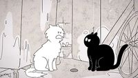 Chat perché
