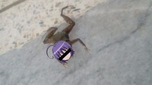 dead frog (EP)