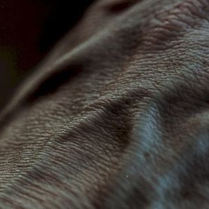 Nested Skins (EP)