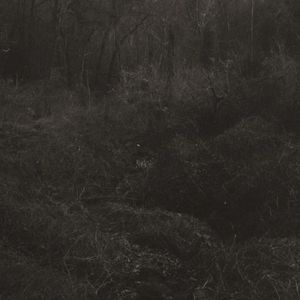 transient