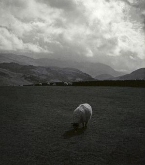 Ruminant