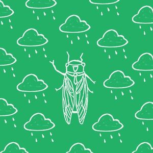 cicada (Single)
