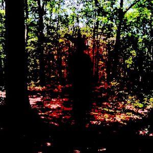 Mystical Forest