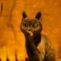 suricate87
