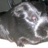 lecoqVanessa