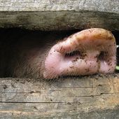 Pignata