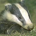 FollowtheBadger