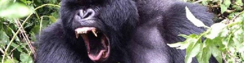 Cover Les singes et gorilles au cinema