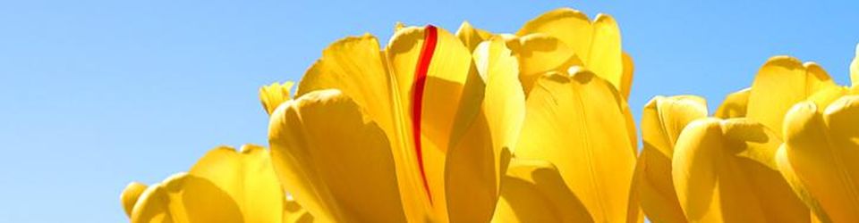 Cover Ma bibliotheque