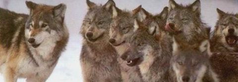 Les loups au cinema