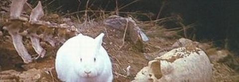 "Buuut ! It's no ordinary Rabbit..."