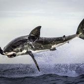 hammershark