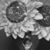 Flower_Sun-Danc