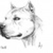 Lasouris_Gallio