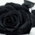 Wild Rose