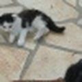 Moustache Ebrardt