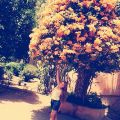 Nada Fouad