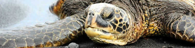 Bannière de Céline Q