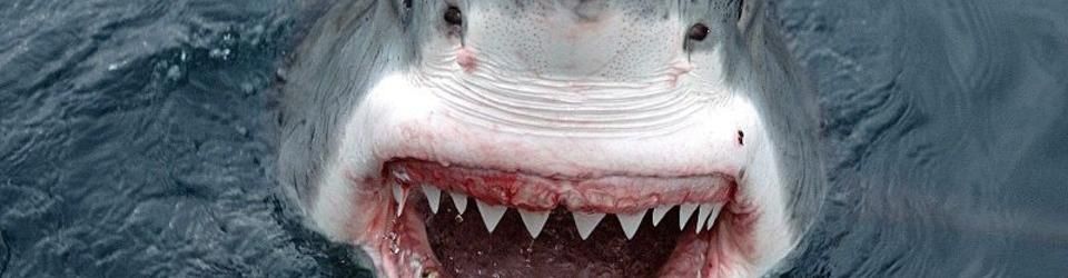 Cover Les plus gros Nanars de Requins