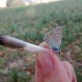 Sebastien Butterflie