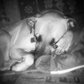 Dounniz_Didoo