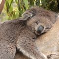 koalakontrol