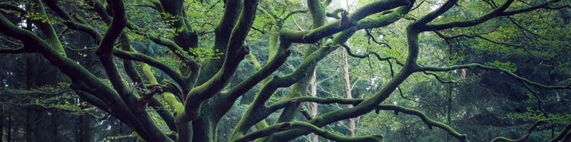 Bannière de Victor_sauvage