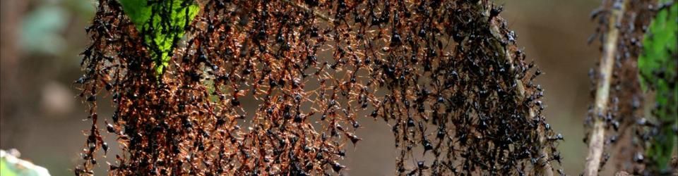 Cover Les meilleurs films avec des fourmis