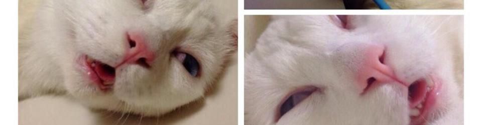 Cover Les meilleurs morceaux pour bien se réveiller