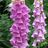 Digitalis