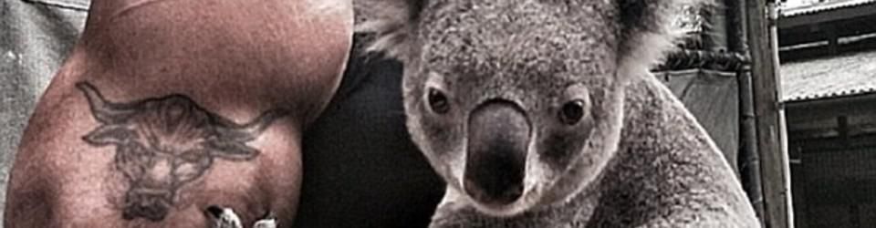 Cover Les koalas au cinéma