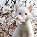 Lechat Potté