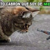 Mig_sShow