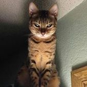 Pierre-EmmanuelGonth