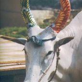 Kutanto