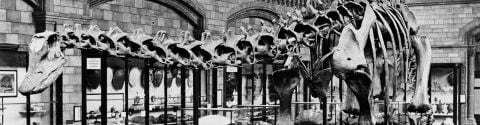 "Sa place est dans un musée" : Squelettes de dinosaures