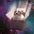 warrior_dog