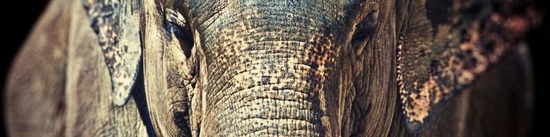 Bannière de Louise_Belliard