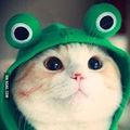 Chat Grenouille