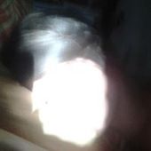 GladysMac_Ouille