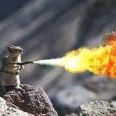 SquirrelOnFire