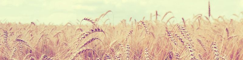 Bannière de BarsyMnthys