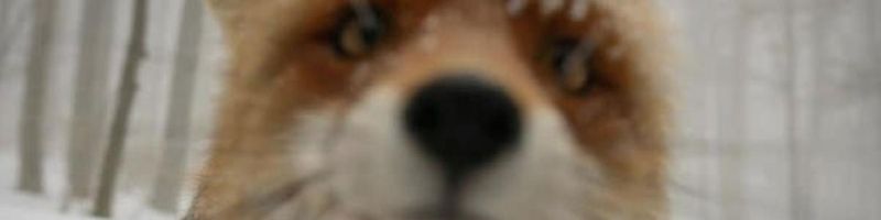 Bannière de louguilhaumon