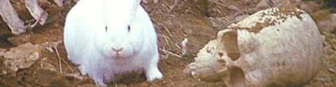 Les petits lapins blancs... QUI TE DÉFONCENT LA GUEULE.