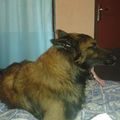 Berniy Vadon