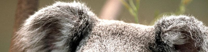 Bannière de lalonlea